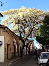 Cargar imagen en el visor de la galería, Lapacho blanco - Tabebuia