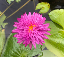 Cargar imagen en el visor de la galería, Nenúfar Khao Hin Sorn