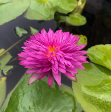 Cargar imagen en el visor de la galería, Nenúfar Khao Hin Sorn