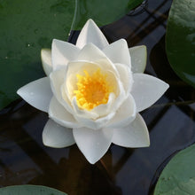 Cargar imagen en el visor de la galería, Nenúfar Siam Jasmine