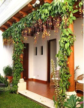 Cargar imagen en el visor de la galería, Thunbergia mysorensis