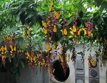 Cargar imagen en el visor de la galería, Thunbergia mysorensis