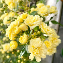 Cargar imagen en el visor de la galería, Rosa banksiae 'Lutea' - Trepadora