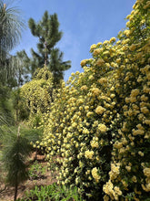 Cargar imagen en el visor de la galería, Rosa banksiae 'Lutea' - Trepadora