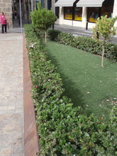 Cargar imagen en el visor de la galería, Carissa macrocarpa (arbusto)