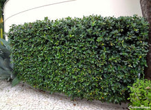 Cargar imagen en el visor de la galería, Carissa macrocarpa (arbusto)