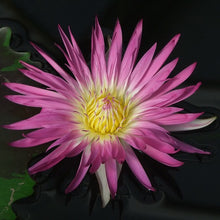 Cargar imagen en el visor de la galería, Nenúfar Pink flamingo