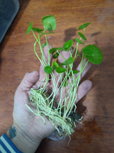 Cargar imagen en el visor de la galería, Hydrocotyle