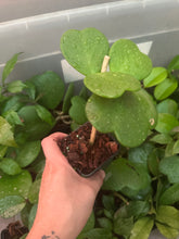 Cargar imagen en el visor de la galería, Hoya Kerrii