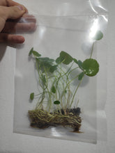 Cargar imagen en el visor de la galería, Hydrocotyle