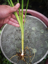 Cargar imagen en el visor de la galería, Rizoma de Totora - Typha angustifolia