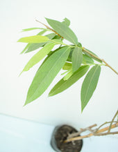 Cargar imagen en el visor de la galería, Sauce llorón