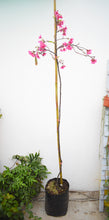 Cargar imagen en el visor de la galería, Sakura - Cerezo japones