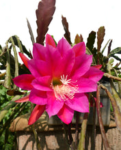 Cargar imagen en el visor de la galería, Epiphyllum