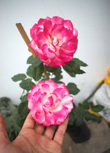 Cargar imagen en el visor de la galería, Rosal trepador o arbustivo