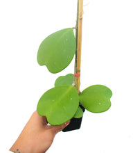 Cargar imagen en el visor de la galería, Hoya Kerrii