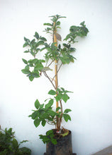 Cargar imagen en el visor de la galería, Brunfelsia - Jazmín Paraguayo