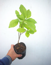 Cargar imagen en el visor de la galería, Brunfelsia - Jazmín Paraguayo