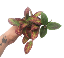 Cargar imagen en el visor de la galería, Hoya obscura