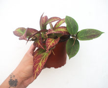 Cargar imagen en el visor de la galería, Hoya obscura