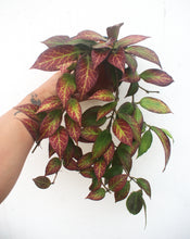 Cargar imagen en el visor de la galería, Hoya obscura