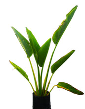 Cargar imagen en el visor de la galería, Palmera Viajera