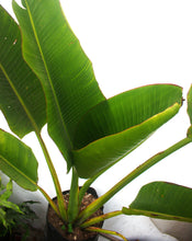 Cargar imagen en el visor de la galería, Palmera Viajera