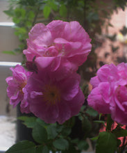 Cargar imagen en el visor de la galería, Rosa Blush Rambler - Trepadora