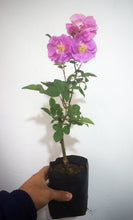 Cargar imagen en el visor de la galería, Rosa Blush Rambler - Trepadora