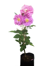 Cargar imagen en el visor de la galería, Rosa Blush Rambler - Trepadora