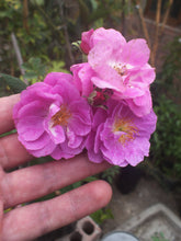 Cargar imagen en el visor de la galería, Rosa Blush Rambler - Trepadora