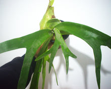 Cargar imagen en el visor de la galería, Platycerium - cuerno de alce