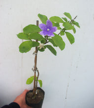 Cargar imagen en el visor de la galería, Brunfelsia - Jazmín Paraguayo