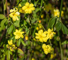 Cargar imagen en el visor de la galería, Jazmín Amarillo - Jasminum mesnyi