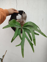 Cargar imagen en el visor de la galería, Platycerium - cuerno de alce