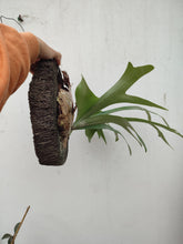 Cargar imagen en el visor de la galería, Platycerium - cuerno de alce