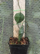 Cargar imagen en el visor de la galería, Hoya imbricata