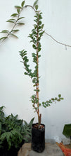 Cargar imagen en el visor de la galería, Lagerstroemia - Árbol de Júpiter