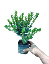 Cargar imagen en el visor de la galería, Carissa macrocarpa (arbusto)