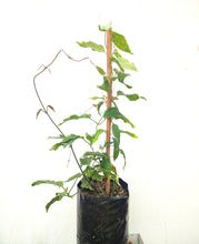 Cargar imagen en el visor de la galería, Thunbergia mysorensis