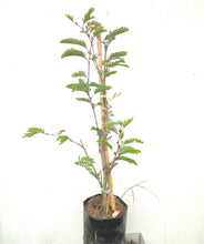 Cargar imagen en el visor de la galería, Calliandra Rosada - plumerillo