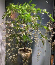 Cargar imagen en el visor de la galería, Clerodendrum Wallichii - Jazmín llorón
