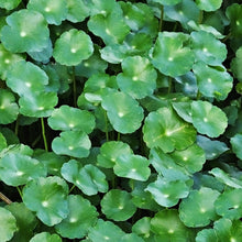 Cargar imagen en el visor de la galería, Hydrocotyle