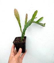 Cargar imagen en el visor de la galería, Epiphyllum