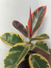 Cargar imagen en el visor de la galería, Ficus elastica 'Ruby'