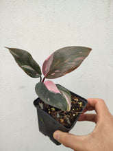 Cargar imagen en el visor de la galería, Philodendron pink princess