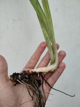 Cargar imagen en el visor de la galería, Rizoma de iris