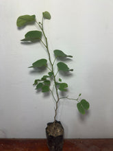 Cargar imagen en el visor de la galería, Árbol de las orquídeas - Bauhinia