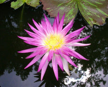 Cargar imagen en el visor de la galería, Nenúfar Pink flamingo