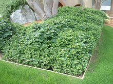 Cargar imagen en el visor de la galería, Carissa macrocarpa (arbusto)